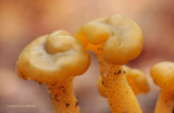 Groene glibberzwam - Leotia lubricea