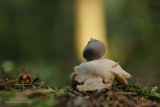 Four-footed Earthstar - Vierslippige aardster