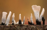 Candlesnuff Fungus - Geweizwam