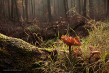 Dark Honey Fungus - Sombere Honingzwam