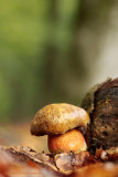 Dotted Stem Bolete - Gewone Heksenboleet