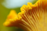 Chanterelle - Cantharel