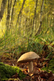 Grijsbruine ruwsteelboleet - Leccinum brunneogriseolum