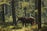 Horse in a forest - Paard in het bos