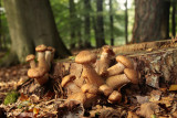 Dark Honey Fungus - Sombere Honingzwam