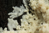 Slime Mould - Slijmzwam - Mycetozoa