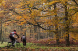 Mountainbikers in a forest