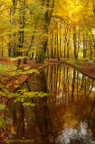 Molenbeek, autumn