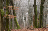 Winter forest - Winterbos.