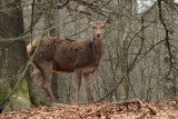 Red Deer - Edelhert