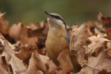 Boomklever - Nuthatch