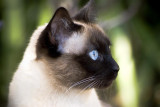 The Siamese