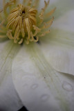 Clematis