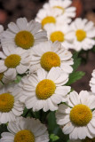 Feverfew #1