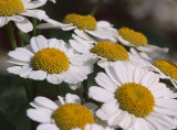 Feverfew #2