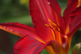 Day Lily #2