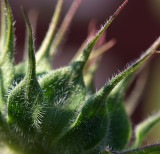 Sunflower #2