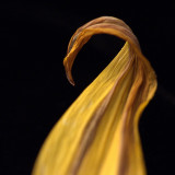 Macro