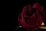 Day 033 <br> Rose