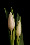 Day 036 <br> Tulips