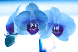 Orchids