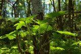 Elk Falls Provincial Park