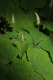 Vanilla Leaf