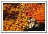 Xanthoria parietina ( Gaspésie )