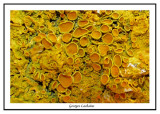Xanthoria parietina - golden shield lichen ( Gaspésie )