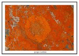 Xanthoria elegans ( Gaspésie )