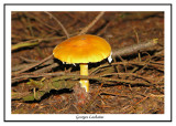 Champignon