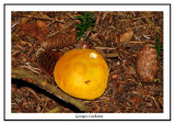 Champignon