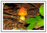 Amanite tue-mouches - Amanita muscaria