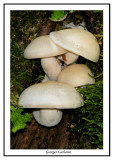 Pleurote à long pied - Pleurotus elongatipes