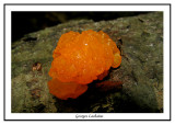 Trémelle palmée - Dacrymyces chrysospermus
