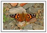 Belle dame - Painted lady