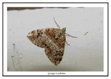 7182 - Arpenteuse verte élancée - Dysstroma citrata