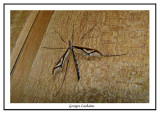 Tipule à triangles - Pedicia albovitta
