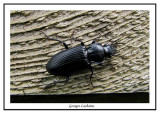 Adephaga sp