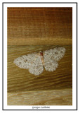 6597 - Ectropis crepuscularia