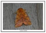 9549 - Noctuelle décolorée - Enargia decolor