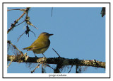 Viréo aux yeux rouges - Vireo olivaceus