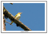 Viréo aux yeux rouges - Vireo olivaceus