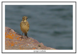 Pipit d'Amérique - Anthus rubescens
