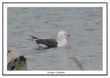 Goéland brun - Larus fuscus