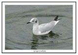 Mouette de Bonaparte