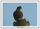 Faucon mrillon - Merlin - Falco columbarius (Laval Qubec)