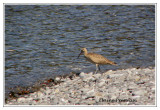 Courlis corlieu - Numenius phaeopus