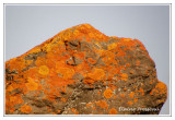 Xanthoria elegans ( Gaspésie )