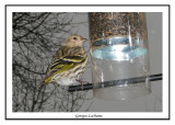 Tarin des pins - Pine Siskin	 - Carduelis pinus (Laval Qubec)